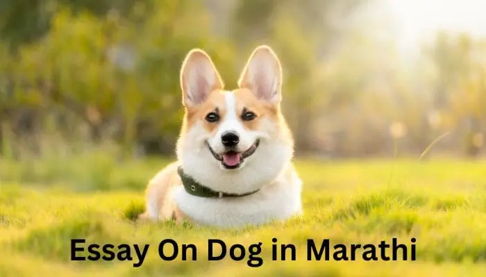 Essay On Dog in Marathi